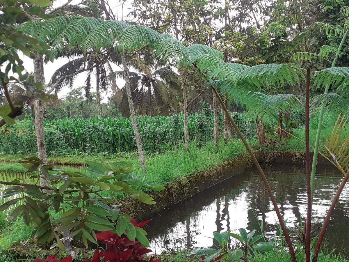 Eltari Homestay Tetebatu Exteriér fotografie
