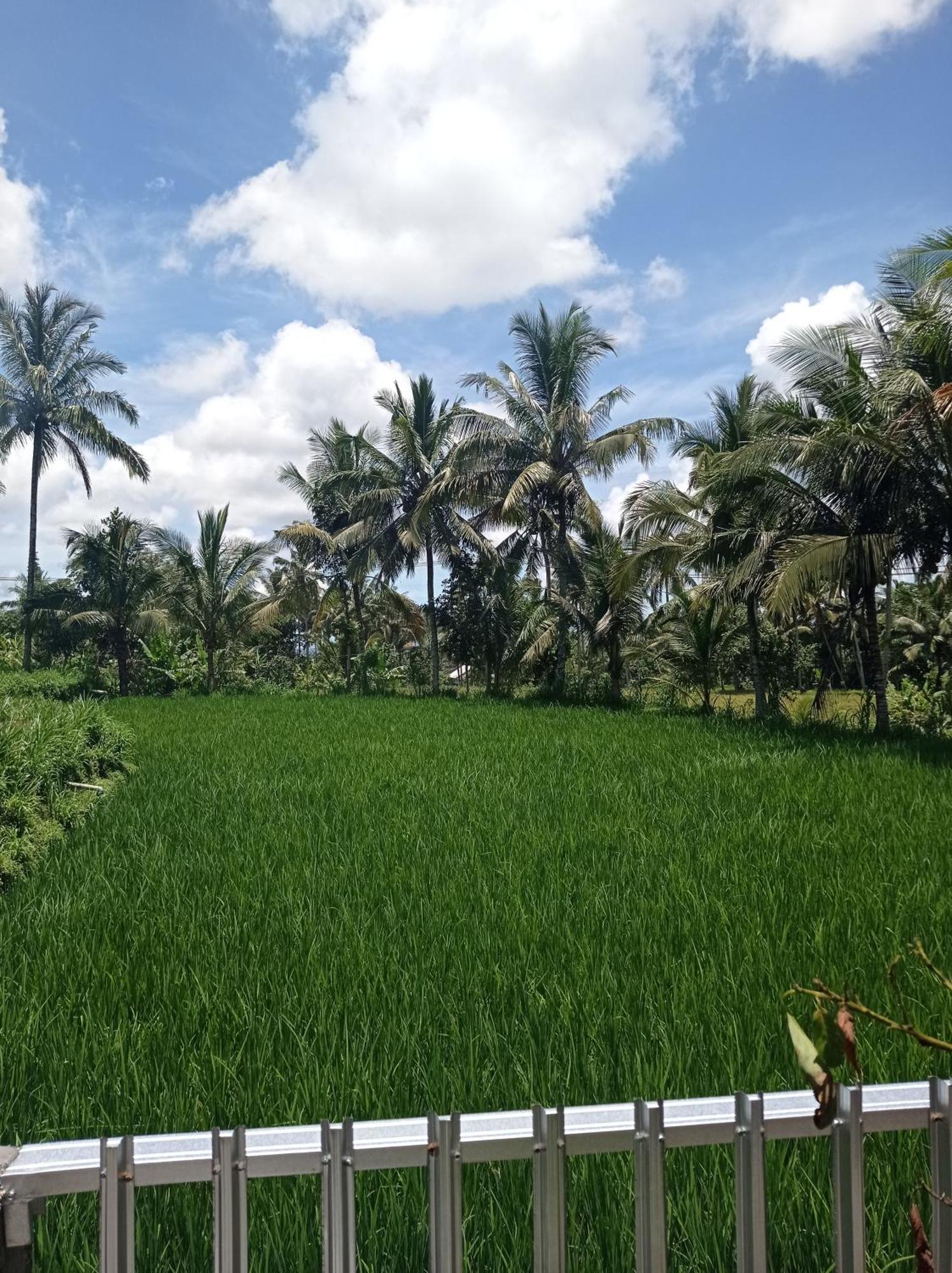 Eltari Homestay Tetebatu Exteriér fotografie